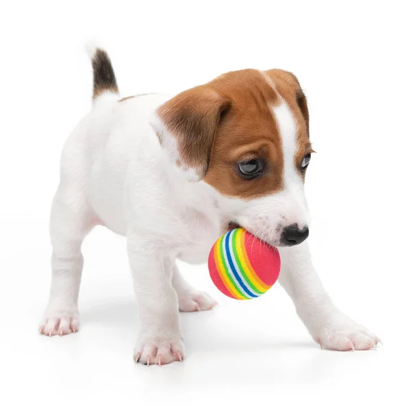 Jack Russell Terrier köpek yavrusu beyaz arka planda izole edilmiş oyuncak ve çiğneme topuyla oynuyor.. — Stok fotoğraf