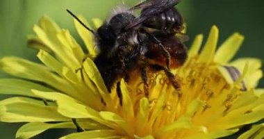 Yaşlı Bakımı doğa kavramı
