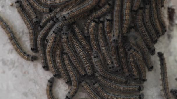 Caterpillars Măr — Videoclip de stoc