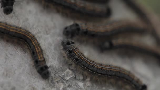 Des chenilles sur l'écorce du pommier. Macro 4 