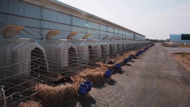 Kälber auf einem Bauernhof. moderner Stall mit Kälbern. Kalb im Stall. — Stockvideo