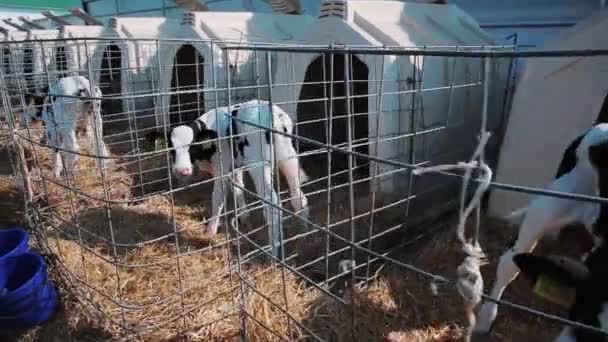 Calves in a farm. Modern farm cowshed with calves. Calf in a stable. — Stock Video