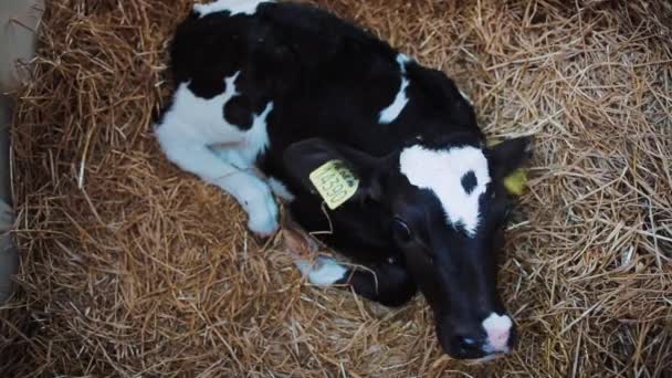 Calf lies on the straw. Calves in a farm. Modern farm cowshed with calves. Calf in a stable. — Stock Video