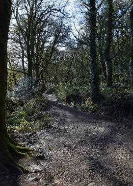 Golitha Falls yakınındaki Lanreath, Liskeard, İngiltere