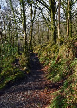Golitha Falls yakınındaki Lanreath, Liskeard, İngiltere