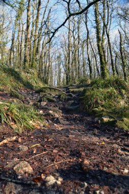 Golitha Falls yakınındaki Lanreath, Liskeard, İngiltere