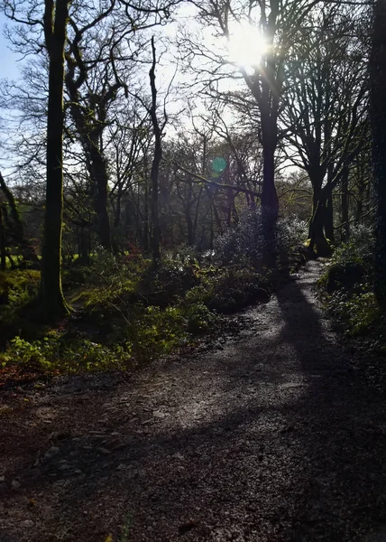 Golitha Falls Nära Lanreath Liskeard England — Stockfoto