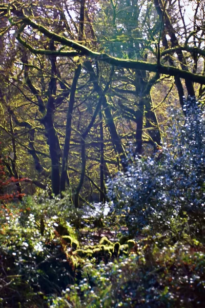 Golitha Falls Nära Lanreath Liskeard England — Stockfoto