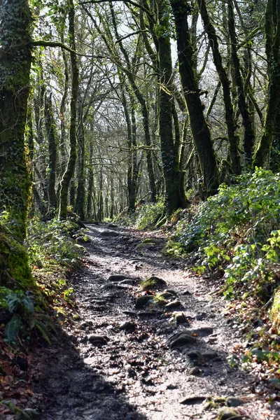 Golitha Falls Nära Lanreath Liskeard England — Stockfoto