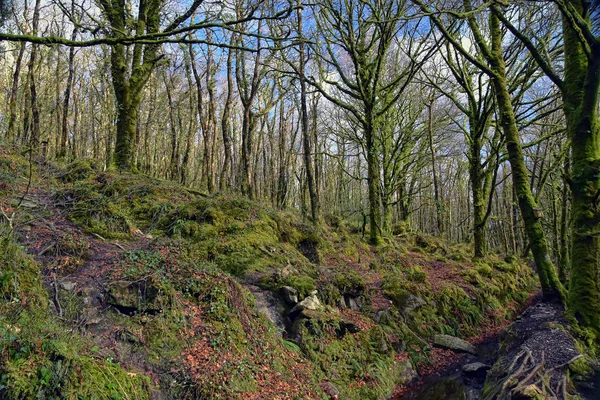 Golitha Falls Nära Lanreath Liskeard England — Stockfoto