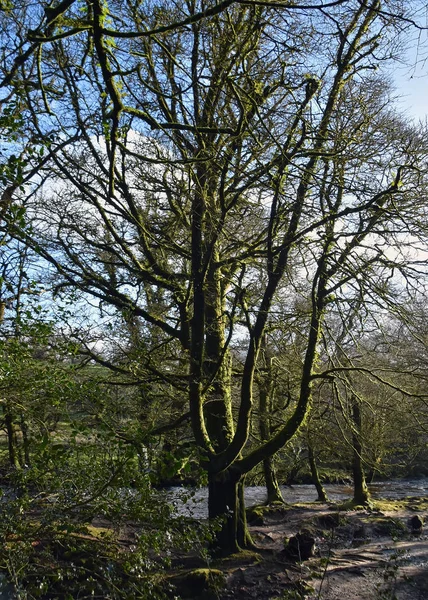 Golitha Falls Pobliżu Lanreath Liskeard Wielka Brytania — Zdjęcie stockowe