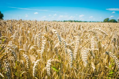 Buğday tarlası. Altın buğday kulakları yakında. Güzel Doğa Günbatımı Manzarası. Parlayan Güneş Işığı Altında Kırsal Manzara. Olgunlaşan çayırlık buğday tarlalarının arka planı. Zengin hasat kavramı