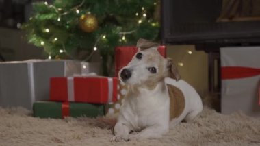 Kutuları ve ışık arka planında Noel ağacı olan küçük sevimli bir köpek. Köpek Jack Russel süslü bir Noel kutusundan fırlıyor.