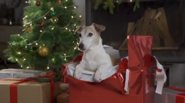 Kutuları ve ışık arka planında Noel ağacı olan küçük sevimli bir köpek. Köpek Jack Russel süslü bir Noel kutusundan fırlıyor.