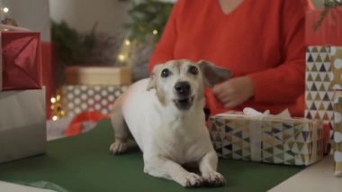 Kadınlar, hayvanlar ve kış tatili konsepti. Hediye kutusunu hazırlayın, yavru köpekle birlikte poz verin. Noel kutlaması. 