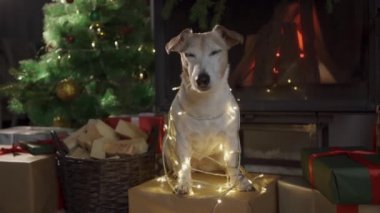 Köpek yılbaşı ışıklarına sarılı bir şekilde Noel ağacının önünde oturur. Mutlu noeller. Noel ağacı ve hediyelerle süslenmiş bir evde köpek Jack Russell Terrier. Mutlu tatiller ve Noel arifeleri diler.