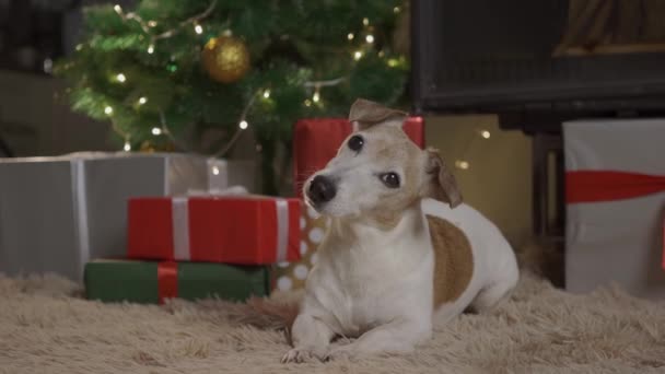 Kleine niedliche lustige Hund mit Schachteln und Weihnachtsbaum auf hellem Hintergrund. Hund Jack Russel knallt aus geschmückter Weihnachtskiste — Stockvideo