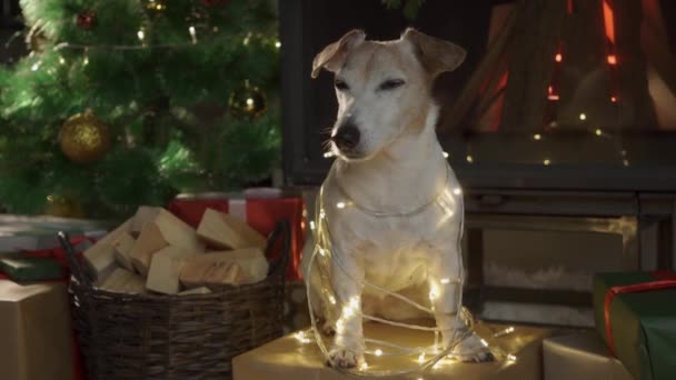 El perro se sienta envuelto en luces de Navidad frente a un árbol de Navidad. Feliz Navidad. Perro Jack Russell Terrier en una casa decorada con un árbol de Navidad y regalos desea felices vacaciones y Nochebuena — Vídeos de Stock