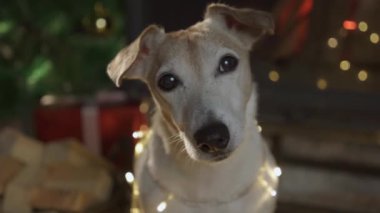 Köpek yılbaşı ışıklarına sarılı bir şekilde Noel ağacının önünde oturur. Mutlu noeller. Noel ağacı ve hediyelerle süslenmiş bir evde köpek Jack Russell Terrier. Mutlu tatiller ve Noel arifeleri diler.