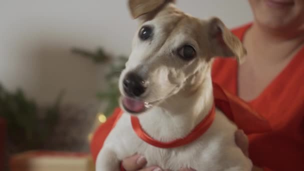 Concepto de mujer, animales y vacaciones de invierno. Preparar caja de regalo, posa junto con el cachorro. Celebración de Navidad. — Vídeos de Stock