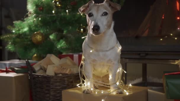 El perro se sienta envuelto en luces de Navidad frente a un árbol de Navidad. Feliz Navidad. Perro Jack Russell Terrier en una casa decorada con un árbol de Navidad y regalos desea felices vacaciones y Nochebuena — Vídeos de Stock