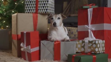 Kutuları ve ışık arka planında Noel ağacı olan küçük sevimli bir köpek. Köpek Jack Russel süslü bir Noel kutusundan fırlıyor.