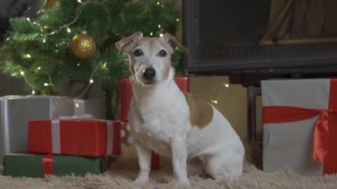 Kutuları ve ışık arka planında Noel ağacı olan küçük sevimli bir köpek. Köpek Jack Russel süslü bir Noel kutusundan fırlıyor.