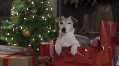 Kutuları ve ışık arka planında Noel ağacı olan küçük sevimli bir köpek. Köpek Jack Russel süslü bir Noel kutusundan fırlıyor.