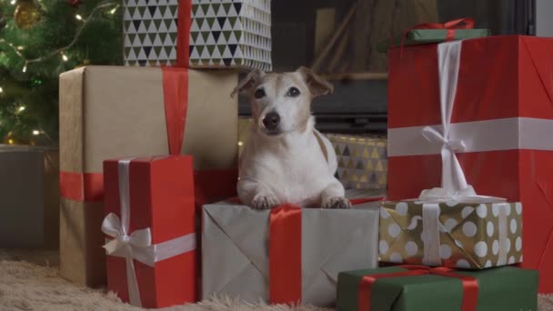 Liten söt rolig hund med lådor och julgran på ljus bakgrund. hund jack russel dyker upp ur en dekorerad julask — Stockvideo