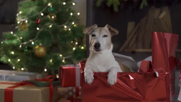 Pequeño perro divertido lindo con cajas y árbol de Navidad sobre fondo claro. perro jack russel aparece de una caja de Navidad decorada — Vídeos de Stock