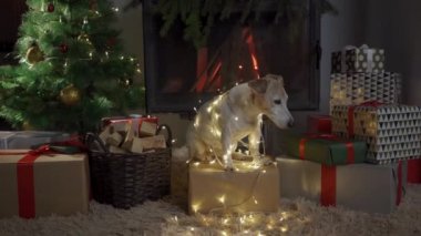 Köpek yılbaşı ışıklarına sarılı bir şekilde Noel ağacının önünde oturur. Mutlu noeller. Noel ağacı ve hediyelerle süslenmiş bir evde köpek Jack Russell Terrier. Mutlu tatiller ve Noel arifeleri diler.