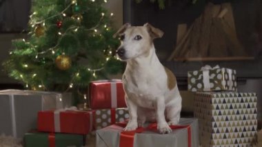 Kutuları ve ışık arka planında Noel ağacı olan küçük sevimli bir köpek. Köpek Jack Russel süslü bir Noel kutusundan fırlıyor.