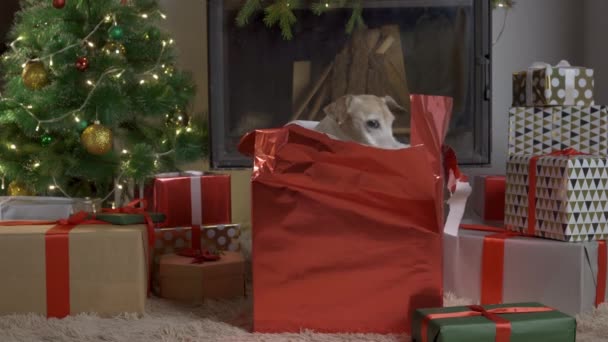 Kleine niedliche lustige Hund mit Schachteln und Weihnachtsbaum auf hellem Hintergrund. Hund Jack Russel knallt aus geschmückter Weihnachtskiste — Stockvideo
