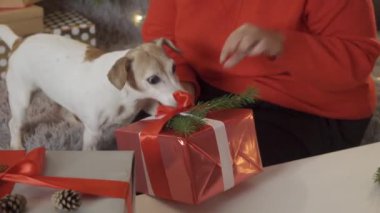 Kadınlar, hayvanlar ve kış tatili konsepti. Hediye kutusunu hazırlayın, yavru köpekle birlikte poz verin. Noel kutlaması. 