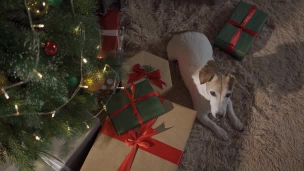 Μικρό χαριτωμένο αστείο σκυλί με κουτιά και χριστουγεννιάτικο δέντρο στο φως φόντο. σκυλί Jack Russel σκάει από ένα διακοσμημένο κουτί Χριστουγέννων — Αρχείο Βίντεο