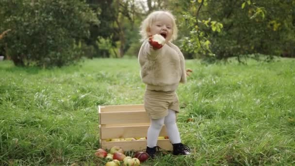 Sonbaharda bir çiftlikte elma toplayan bir çocuk. Küçük kız elma ağacında oynuyor. Çocuklar sepetten meyve toplar.. — Stok video