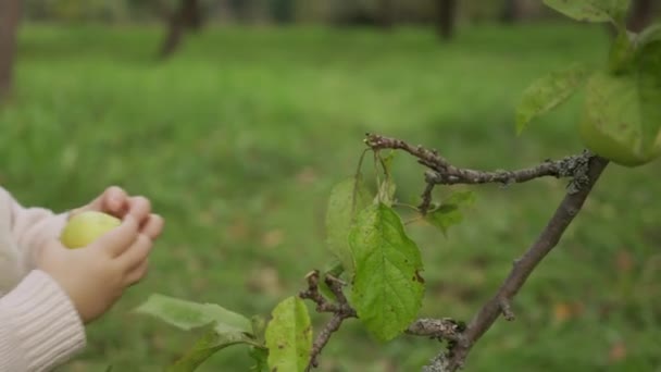 Appels plukken op een boerderij in de herfst. Meisje aan het spelen in appelboom. Kinderen plukken fruit in een mand. — Stockvideo