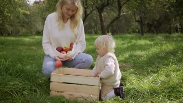 Mamma och dotter skördar äpplen. — Stockvideo
