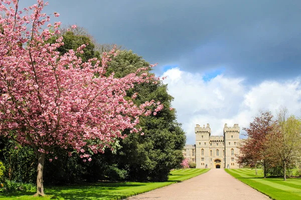 温莎城堡与春天樱花 — 图库照片