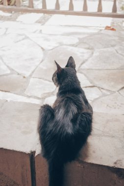 güzel eski yerli kedi