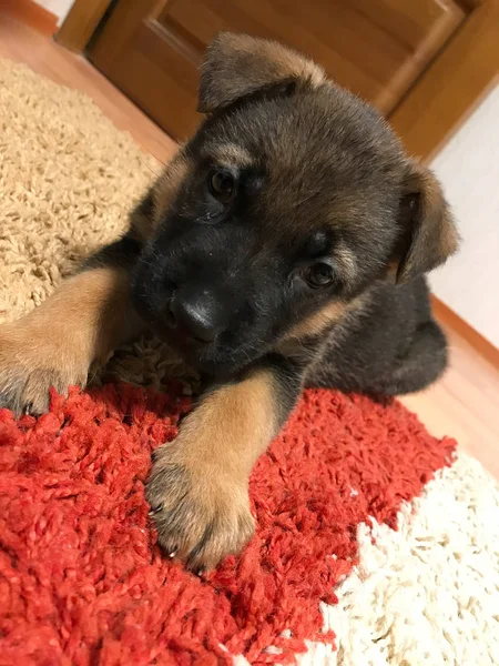 Perros Alemanes Hermoso Cachorro —  Fotos de Stock