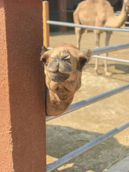 Camello Parque Camellos Larnaca Chipre — Foto de Stock