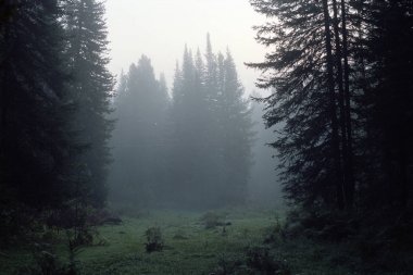 Film kozalaklı ağaçlar ile karanlık taiga Vintage manzara. Korku tarzında ürkütücü ormanda mistik sis. Atmosferik tahıl ve çizik ile analog fotoğraf taranmış. Doğanın Lomografisi.