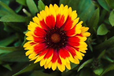Kırmızı - Sarı güzel çiçek yakın çekim (Gaillardia).