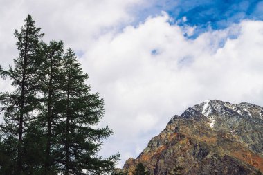 Kar ile dev dağ sırtına karşı yüksek çam. Kayalık sıra dağlar. Kozalaklı ağaçlar kapanır. Yaylalarda kozalaklı orman. Dağların görkemli doğasının inanılmaz atmosferik manzarası.