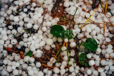 Makroda yerdeki dolu taşları. Büyük yakın çekim. Dolunun doğal arka planı. Bitkiler arasında dolu fırtınası düşüyor. Anormal yağış. Anormal yağmur. Kopya alanı ile doğa. İnanılmaz hava.