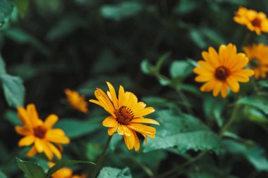 Turuncu merkezi ve canlı hoş saf yaprakları ile renkli sulu sarı çiçek Grubu. Makro çiçekli kudüs enginar. Birçok helianthus tuberosus yakın çekim. Topinambur güzel çiçekler.