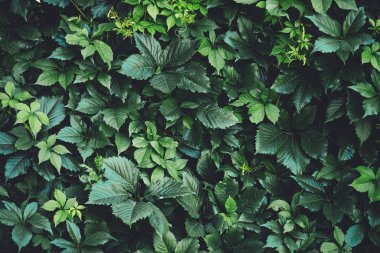 İlkbaharda büyük yeşil yaprakların çit. Parthenocissus henryana yeşil çit. Kız sıcağına üzümlerin doğal arka planı. Parthenocissus inserta çiçek dokusu. Zengin yeşillik. Botanik bahçesinde bitkiler.