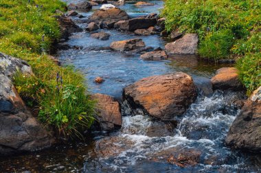 Güneşli bir günde yeşil vadide kaynak suyu akışı. Zengin yayla bitkisi. Dağ deresi yakınlarında inanılmaz dağlık bitki örtüsü. Harika cennet manzara. Paradisiacal güneşli pitoresk sahne.