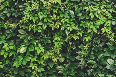 İlkbaharda büyük yeşil yaprakların çit. Parthenocissus henryana yeşil çit. Kız sıcağına üzümlerin doğal arka planı. Parthenocissus inserta çiçek dokusu. Zengin yeşillik. Botanik bahçesinde bitkiler.